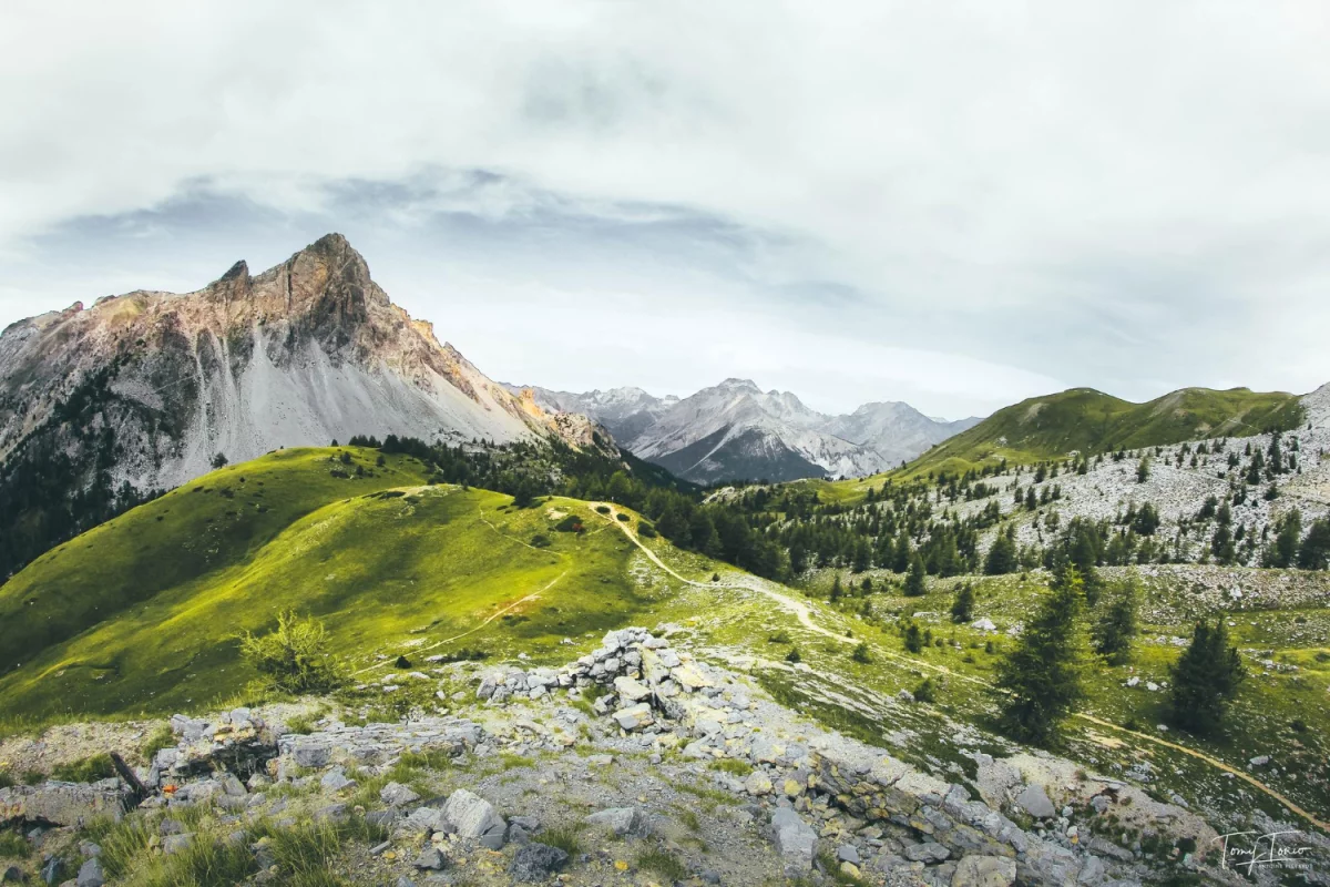 Oto Plan Od A Do Z Aby zadbać o rośliny domowe W 9 Dni